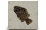 Detailed Fossil Fish (Cockerellites) - Wyoming #349266-1